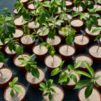 Asimina trojlaločná PAW PAW (Asimina triloba) - výška 30-40 cm, kont. C2L